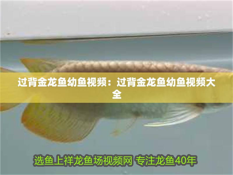 過背金龍魚幼魚視頻：過背金龍魚幼魚視頻大全