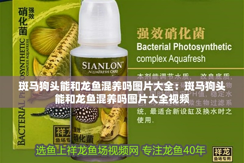 斑馬狗頭能和龍魚混養嗎圖片大全:斑馬狗頭能和龍魚混養嗎圖片大全視頻 水族問答 斑馬狗頭能和龍魚混養嗎圖片大全:斑馬狗頭能和龍魚混養嗎圖片大全視頻 斑馬狗頭能和龍魚混養嗎圖片大全:斑馬狗頭能和龍魚混養嗎圖片大全視頻 水族問答