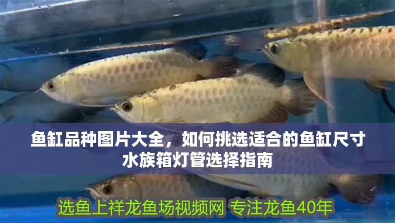 魚缸品種圖片大全，如何挑選適合的魚缸尺寸水族箱燈管選擇指南