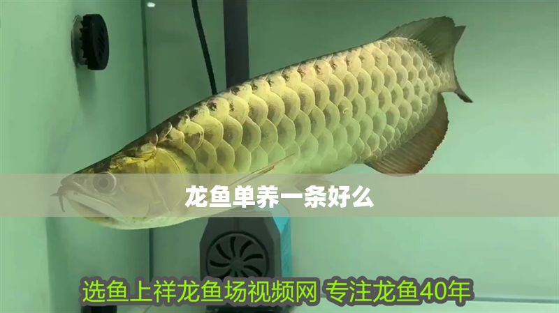 龍魚單養一條好么