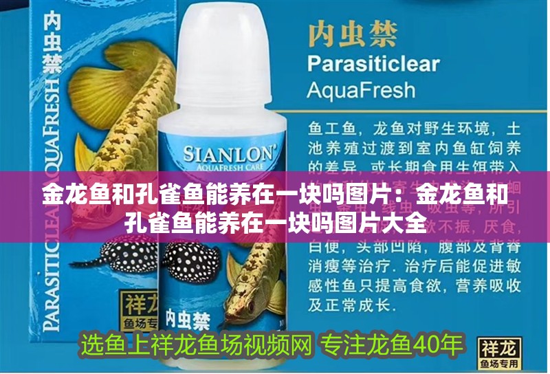 金龍魚和孔雀魚能養在一塊嗎圖片：金龍魚和孔雀魚能養在一塊嗎圖片大全