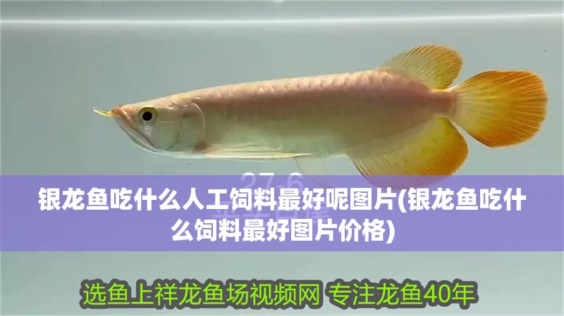 銀龍魚吃什么人工飼料最好呢圖片(銀龍魚吃什么飼料最好圖片價(jià)格)