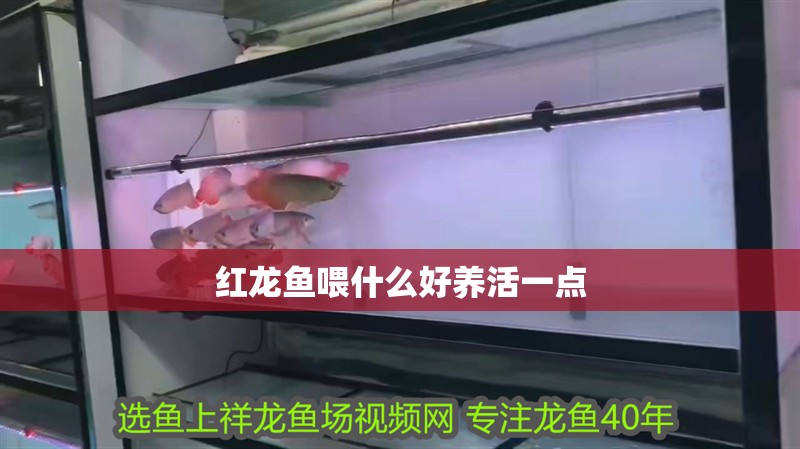 紅龍魚喂什么好養(yǎng)活一點(diǎn)