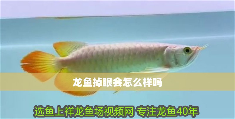 龍魚掉眼會怎么樣嗎