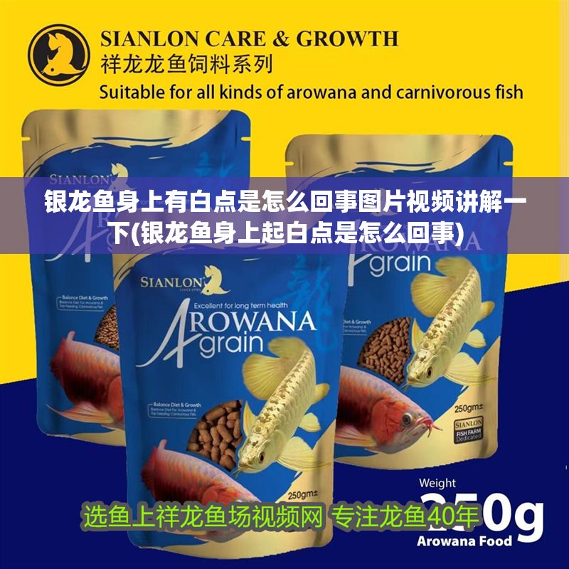 銀龍魚身上有白點是怎么回事圖片視頻講解一下(銀龍魚身上起白點是怎么回事)