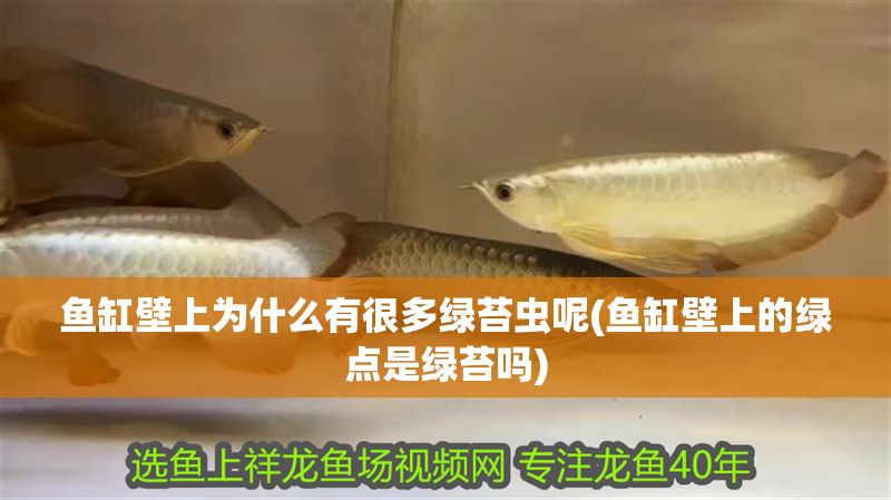 魚缸壁上為什么有很多綠苔蟲呢(魚缸壁上的綠點是綠苔嗎)