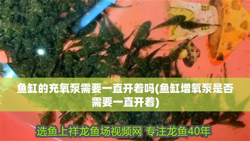 魚缸的充氧泵需要一直開著嗎(魚缸增氧泵是否需要一直開著) 魚缸的充氧泵需要一直開著嗎(魚缸增氧泵是否需要一直開著) 元寶鳳凰魚百科 第1張
