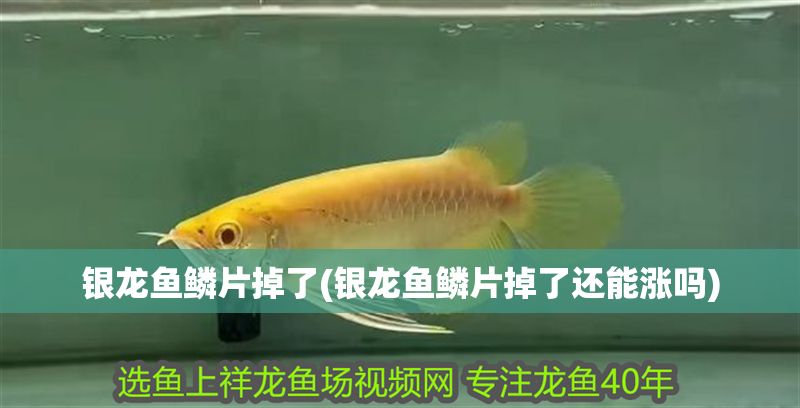 銀龍魚鱗片掉了(銀龍魚鱗片掉了還能漲嗎)