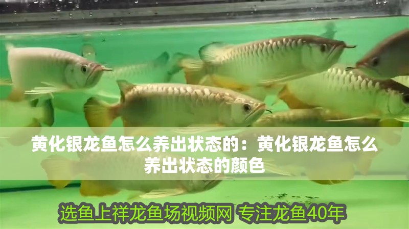 黃化銀龍魚怎么養出狀態的：黃化銀龍魚怎么養出狀態的顏色