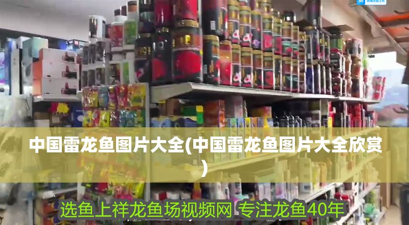 中國(guó)雷龍魚圖片大全(中國(guó)雷龍魚圖片大全欣賞)