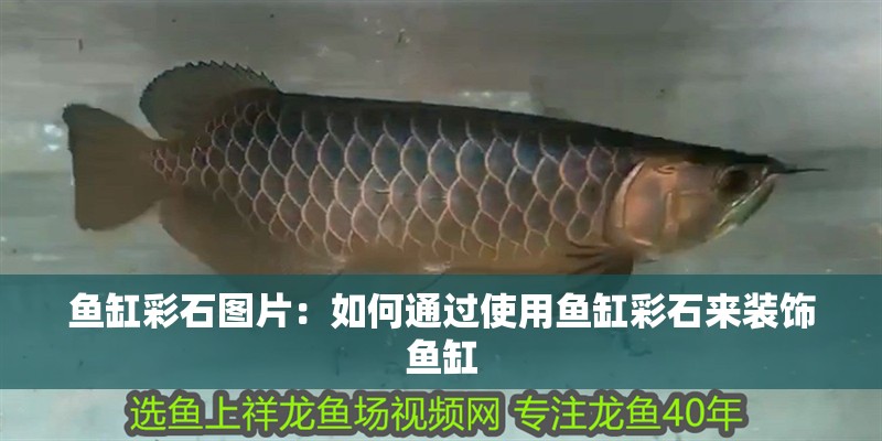 魚缸彩石圖片：如何通過使用魚缸彩石來裝飾魚缸