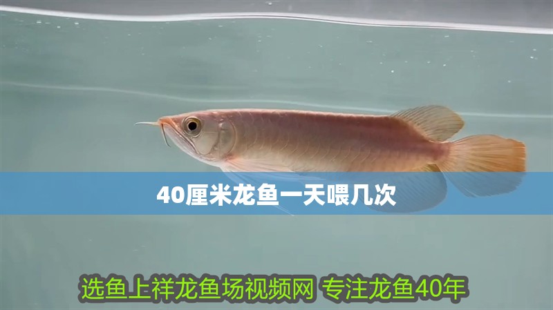40厘米龍魚一天喂幾次