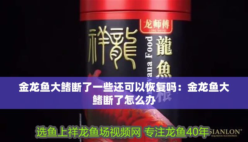 金龍魚大鰭斷了一些還可以恢復嗎：金龍魚大鰭斷了怎么辦 金龍魚大鰭斷了一些還可以恢復嗎：金龍魚大鰭斷了怎么辦 金龍魚百科 第1張
