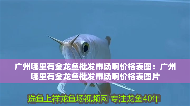 廣州哪里有金龍魚批發市場啊價格表圖:廣州哪里有金龍魚批發市場啊價格表圖片 水族問答 廣州哪里有金龍魚批發市場啊價格表圖:廣州哪里有金龍魚批發市場啊價格表圖片 廣州哪里有金龍魚批發市場啊價格表圖:廣州哪里有金龍魚批發市場啊價格表圖片 水族問答