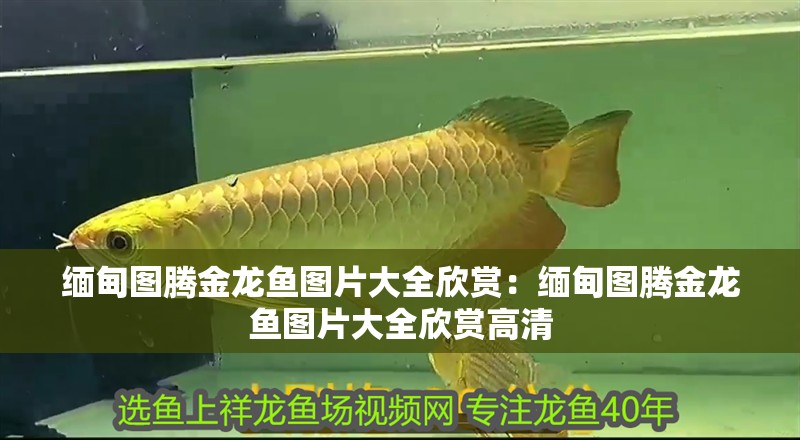 緬甸圖騰金龍魚圖片大全欣賞:緬甸圖騰金龍魚圖片大全欣賞高清 水族問答 緬甸圖騰金龍魚圖片大全欣賞:緬甸圖騰金龍魚圖片大全欣賞高清 緬甸圖騰金龍魚圖片大全欣賞:緬甸圖騰金龍魚圖片大全欣賞高清 水族問答
