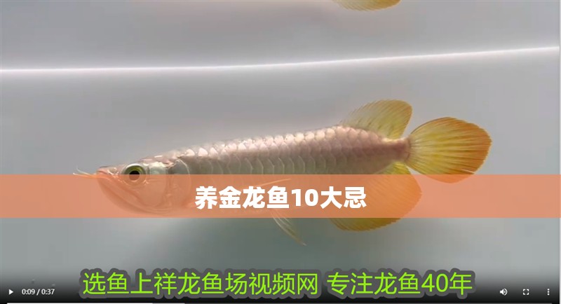 養(yǎng)金龍魚10大忌