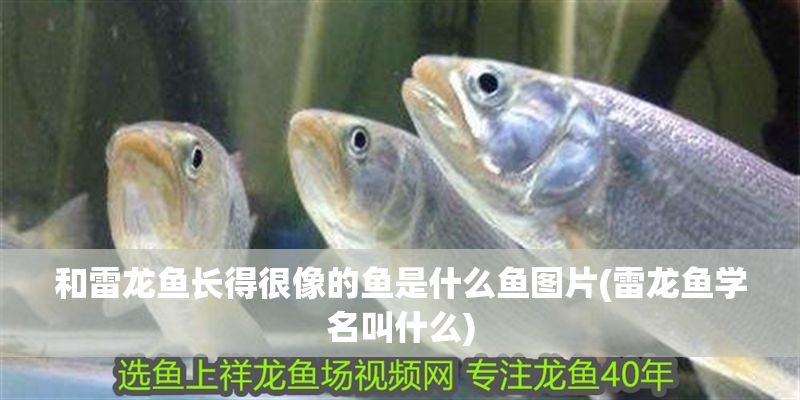 和雷龍魚長得很像的魚是什么魚圖片(雷龍魚學名叫什么)
