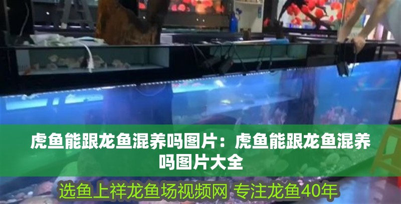 虎魚能跟龍魚混養嗎圖片：虎魚能跟龍魚混養嗎圖片大全