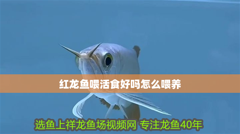 紅龍魚喂活食好嗎怎么喂養(yǎng) 紅龍魚喂活食好嗎怎么喂養(yǎng) 龍魚百科 第2張