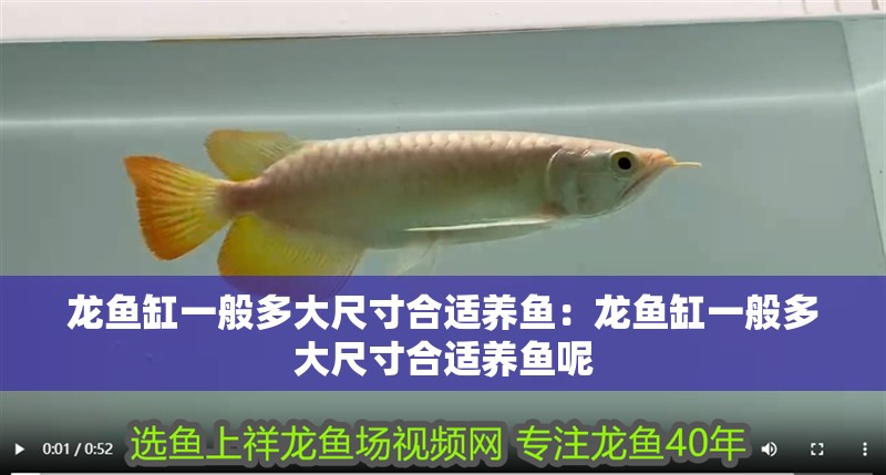 龍魚缸一般多大尺寸合適養魚：龍魚缸一般多大尺寸合適養魚呢