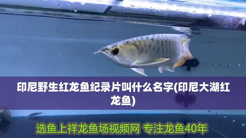 印尼野生紅龍魚紀(jì)錄片叫什么名字(印尼大湖紅龍魚)