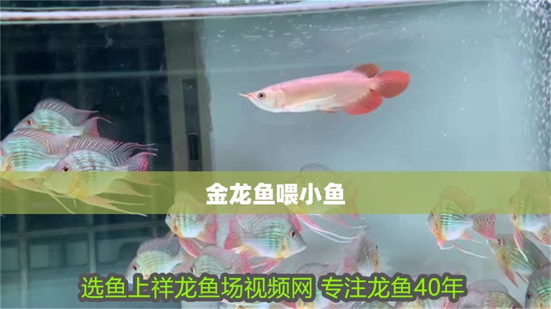 金龍魚喂小魚 金龍魚喂小魚 龍魚百科 第2張