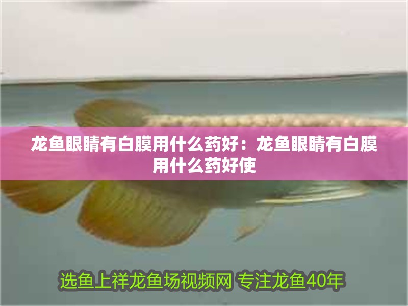龍魚眼睛有白膜用什么藥好：龍魚眼睛有白膜用什么藥好使