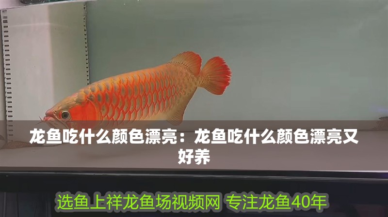 龍魚吃什么顏色漂亮：龍魚吃什么顏色漂亮又好養