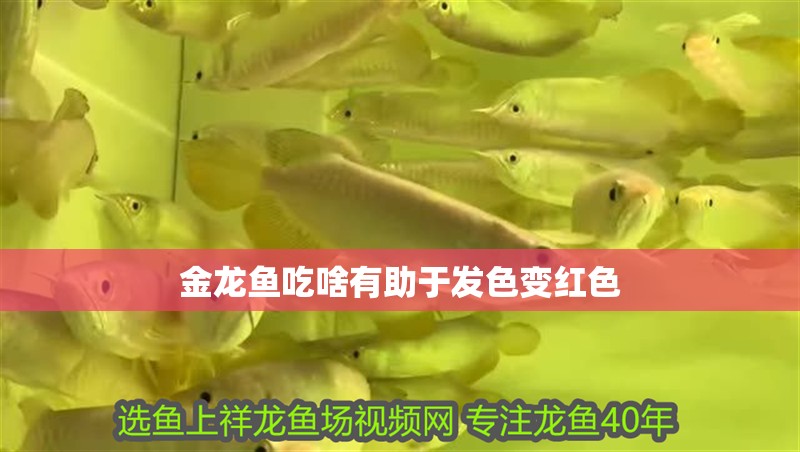 金龍魚吃啥有助于發色變紅色