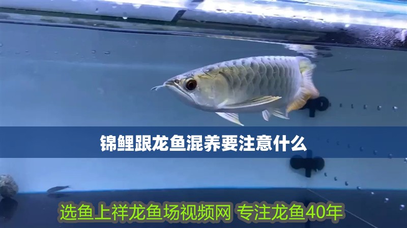 錦鯉跟龍魚混養要注意什么 錦鯉跟龍魚混養要注意什么 龍魚百科 第2張