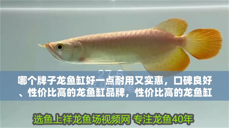 哪個牌子龍魚缸好一點耐用又實惠，口碑良好、性價比高的龍魚缸品牌，性價比高的龍魚缸品牌
