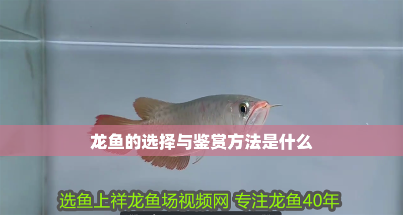 龍魚的選擇與鑒賞方法是什么