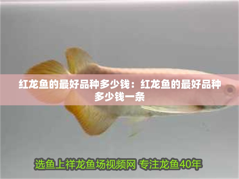 紅龍魚的最好品種多少錢：紅龍魚的最好品種多少錢一條