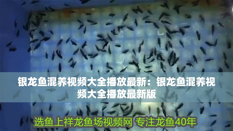 銀龍魚混養視頻大全播放最新：銀龍魚混養視頻大全播放最新版