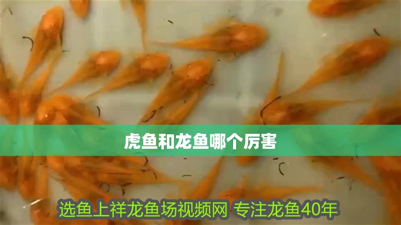 虎魚和龍魚哪個厲害