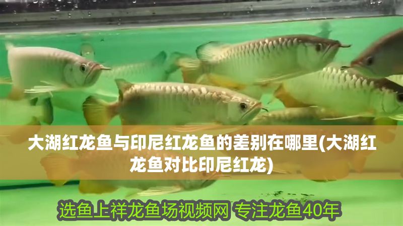 大湖紅龍魚(yú)與印尼紅龍魚(yú)的差別在哪里(大湖紅龍魚(yú)對(duì)比印尼紅龍)