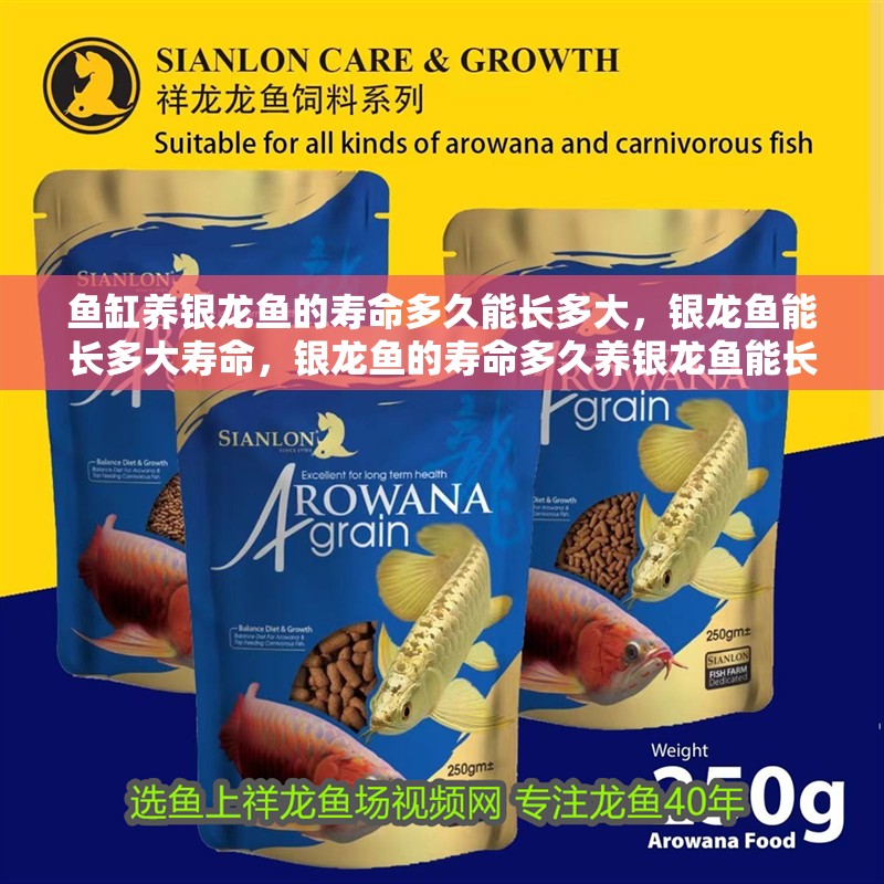 魚缸養銀龍魚的壽命多久能長多大，銀龍魚能長多大壽命，銀龍魚的壽命多久養銀龍魚能長多大