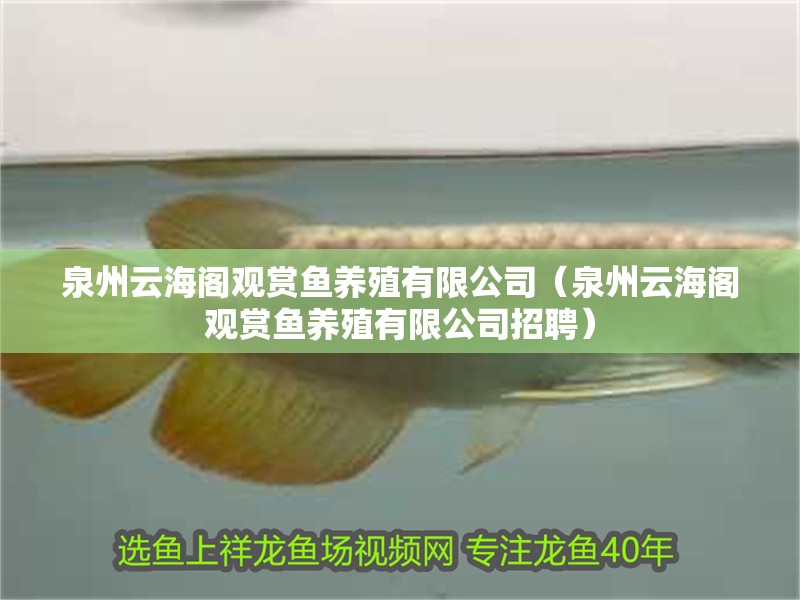 <strong><mark>泉州</mark></strong>云海閣觀賞魚養殖有限公司（<strong><mark>泉州</mark></strong>云海閣觀賞魚養殖有限公司招聘）