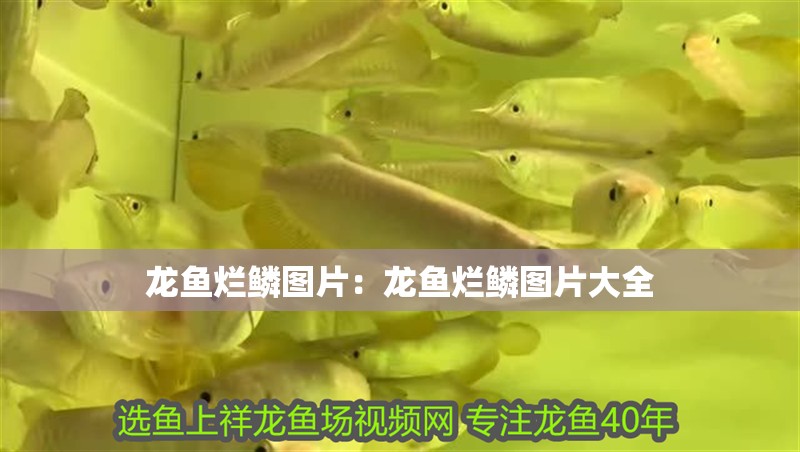 龍魚爛鱗圖片：龍魚爛鱗圖片大全