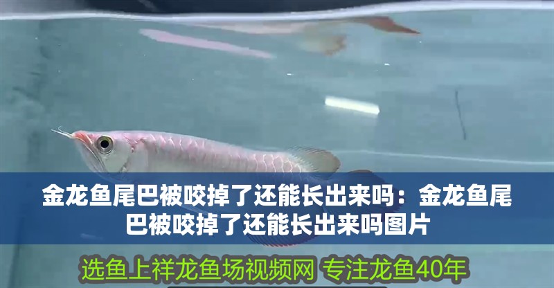 金龍魚尾巴被咬掉了還能長出來嗎：金龍魚尾巴被咬掉了還能長出來嗎圖片