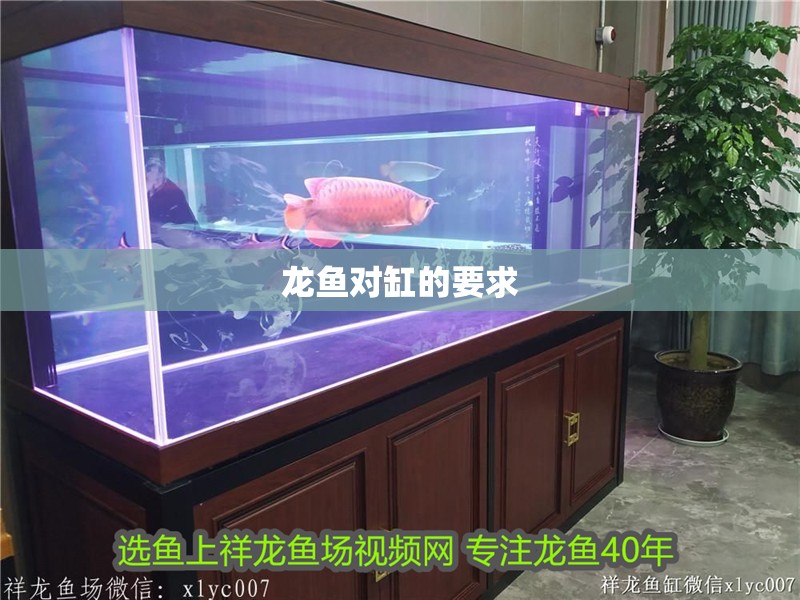 龍魚對(duì)缸的要求