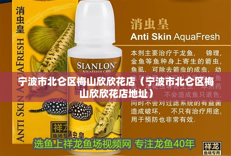 寧波市北侖區梅山欣欣花店（寧波市北侖區梅山欣欣花店地址）