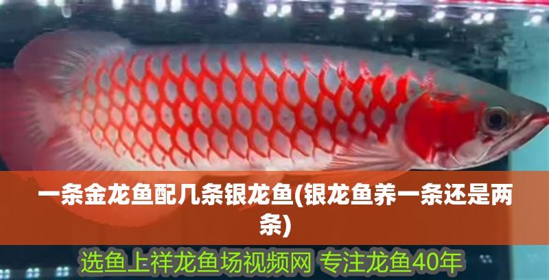 一條金龍魚配幾條銀龍魚(銀龍魚養(yǎng)一條還是兩條)