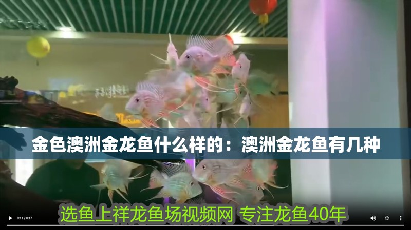 金色澳洲金龍魚什么樣的：澳洲金龍魚有幾種