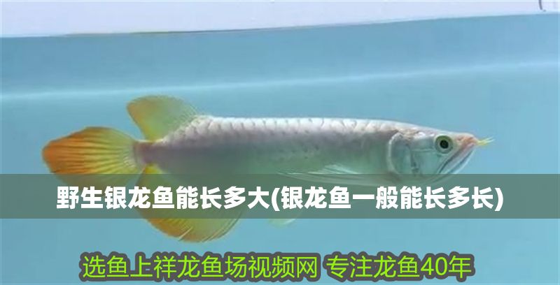 野生銀龍魚能長多大(銀龍魚一般能長多長)