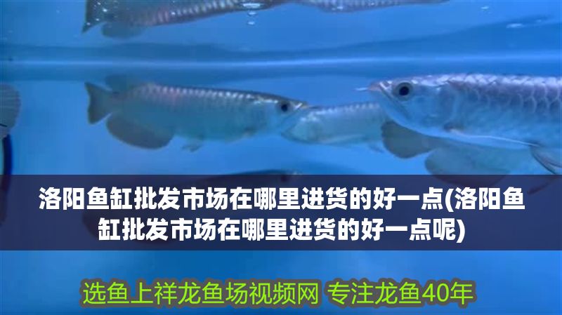 洛陽魚缸批發市場在哪里進貨的好一點(洛陽魚缸批發市場在哪里進貨的好一點呢) 洛陽魚缸批發市場在哪里進貨的好一點(洛陽魚缸批發市場在哪里進貨的好一點呢) 元寶鳳凰魚百科 第1張