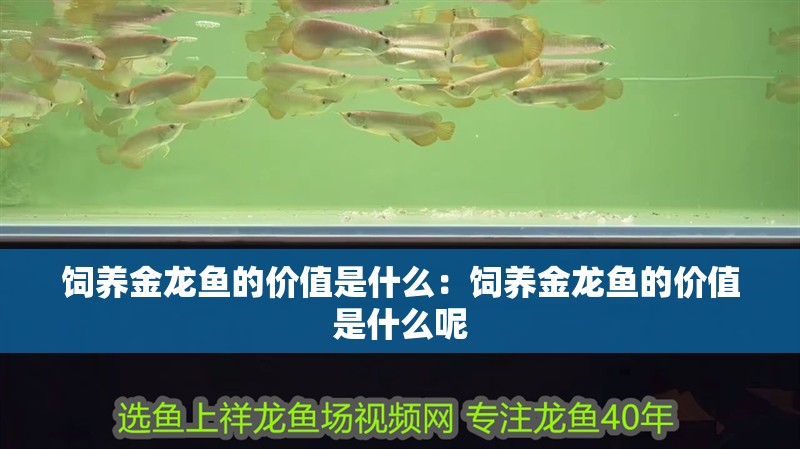 飼養(yǎng)金龍魚的價值是什么：飼養(yǎng)金龍魚的價值是什么呢