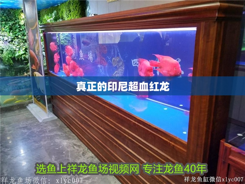 真正的印尼超血紅龍
