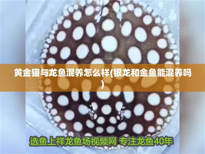 黃金貓與龍魚混養怎么樣(銀龍和金魚能混養嗎)
