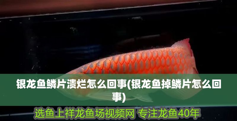 銀龍魚鱗片潰爛怎么回事(銀龍魚掉鱗片怎么回事)